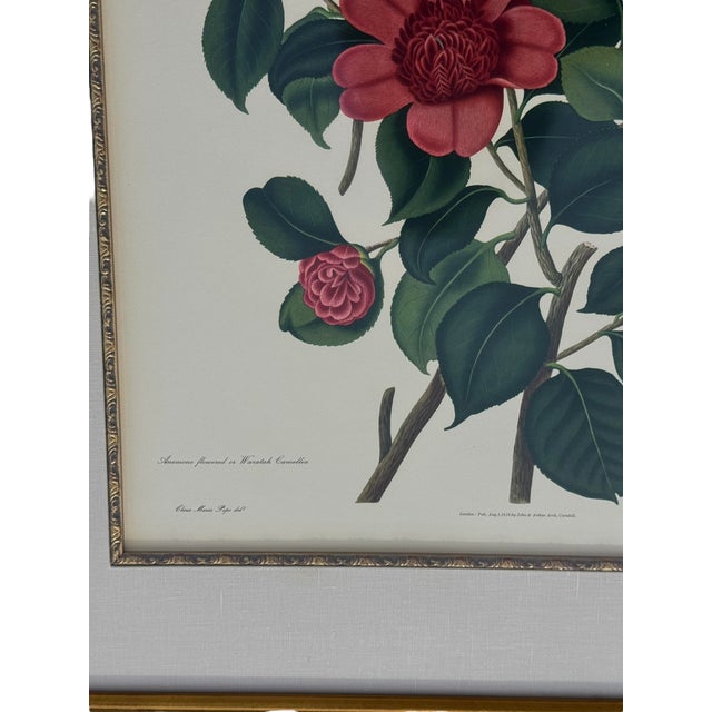 Wood Mid 20th Century Pair of Camellia Prints From the Lithographs by Weddell After Clara Pope For Sale - Image 7 of 17