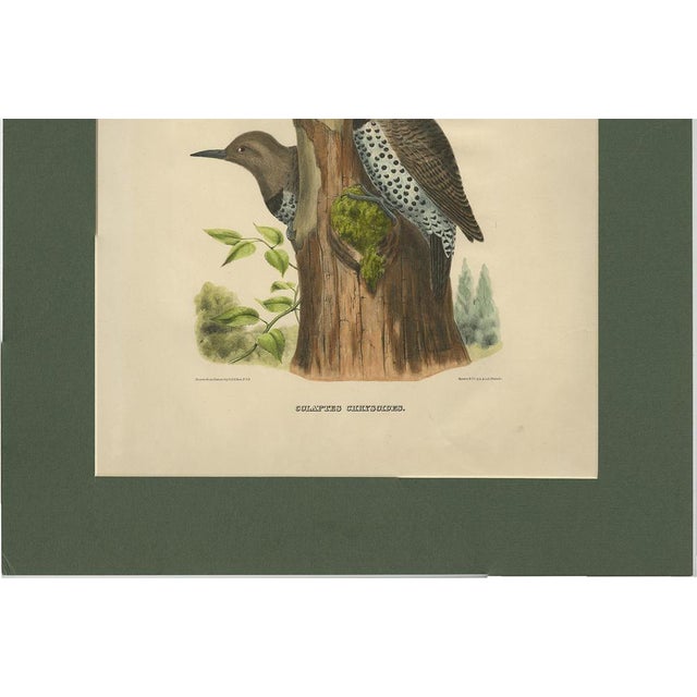 Mid 19th Century After D.G. Elliot, Bird Illustration of Gilded Flickers, 1869, Print For Sale - Image 5 of 9