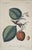 Antique Pair Fruit Botanical Engravings Apple & Plum Prints Framed Traditional Decor For Sale - Image 4 of 6