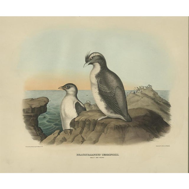 After D. G. Elliot, Bird Illustration of a Young and Adult Temminck's Auk, 1869, Print For Sale - Image 3 of 8