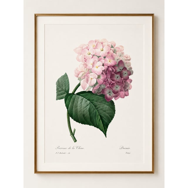 Hydrangea by Pierre-Joseph Redouté, Vintage Botanical Art Print, 16" X 20" For Sale In Buffalo - Image 6 of 9