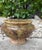 A striking handcrafted pottery wall planter featuring a sculptural half-round form accented by stylized lion heads with...