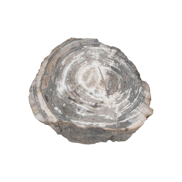 Petrified Wood Side Table by Xyleia Petrified Wood For Sale - Image 4 of 8