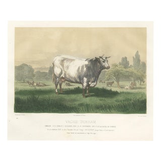 Emilie, Durham Shorthorn Cow of Corbon, 1873, Paper For Sale