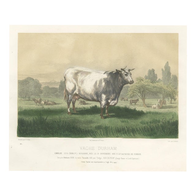 Emilie, Durham Shorthorn Cow of Corbon, 1873, Paper For Sale