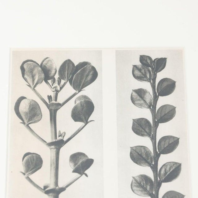 1940s Karl Blossfeldt, Black and White Botanical Image, 1942, Photogravure, Framed For Sale - Image 5 of 17