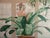 Mid-Century Modern acrylic on canvas painting signed Letterman featuring potted vibrant Bromeliad plants. Manufactured in...