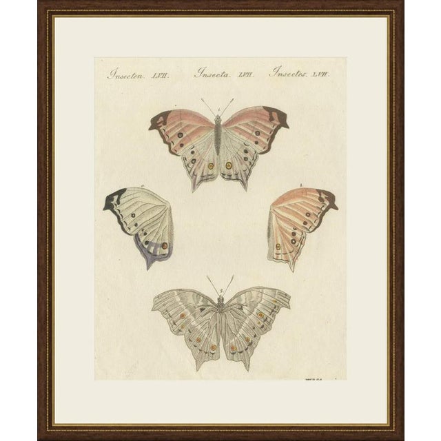 This antique butterfly print shows an exotic butterfly in four views, the upperside, the underside and two separate wings,...