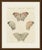 This antique butterfly print shows an exotic butterfly in four views, the upperside, the underside and two separate wings,...