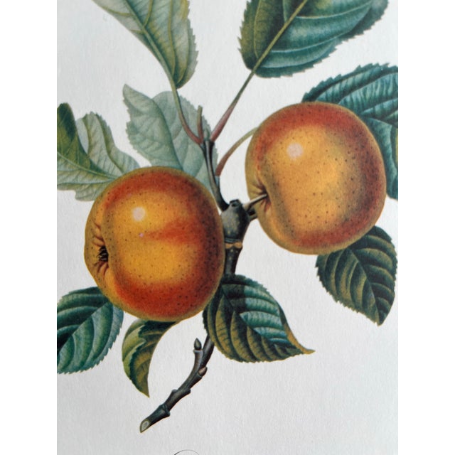 1900 - 1909 Apple 'Doux-Juvigny', Botanical Print by Pierre Jean Francois Turpin. For Sale - Image 5 of 5
