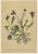 Black After Anton Hartinger, Alpine Botanical Plates, Chromolithographs, 1897, Set of 8 For Sale - Image 8 of 12