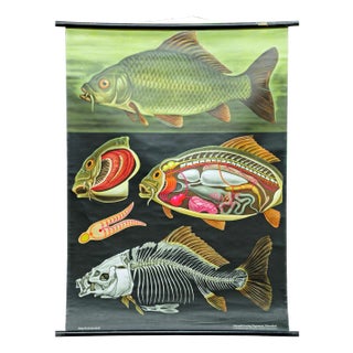Vintage Biology Animals Carp Maritime Decor School Wall Chart by Jung Koch Quentell For Sale
