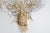 Gold Large Gilt and Crystal Glass Flower Sconce from Palwa, 1970s For Sale - Image 8 of 10