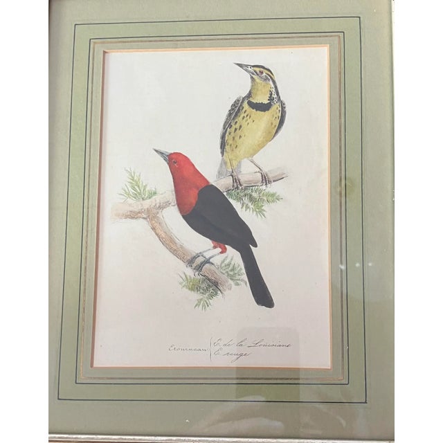 Illustration Circa 1880 Colorful Handpainted Lithograph of Birds, Framed For Sale - Image 3 of 8