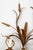 1970s Large Florentine Regency Wall Lamp with Ears of Wheat by Hans Kögl, 1970s For Sale - Image 5 of 9