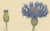Carl Lindman, Cornflower Botanical Study, Centaurea Cyanus, 1905, Paper For Sale - Image 4 of 9