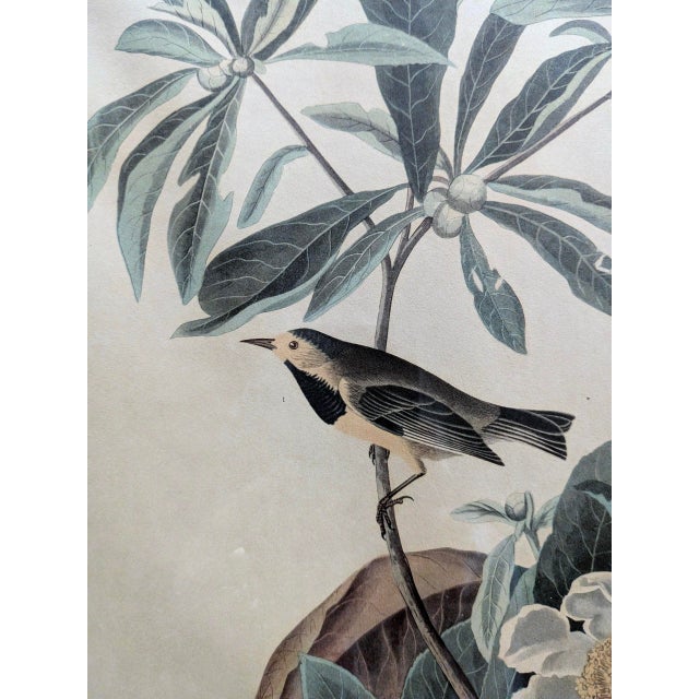 John James Audubon Mid 20th Century Framed John James Audubon "Bachmans Warbler" No 37 Print For Sale - Image 4 of 7
