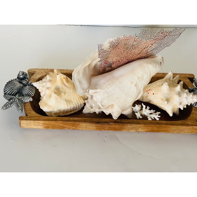 Antique Large Sea Shells Arrangement on Wooden Tray For Sale - Image 4 of 4