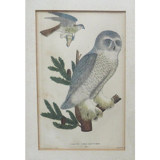 Set of 3 Alexander Wilson Owl Bird Engravings Framed 19th C. Antique For Sale - Image 4 of 8