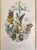Mid 19th Century Mid 19th Century “Les Fleurs Animées” Original Hand-Painted Antique French Lithographs 1846, Set of 6, Framed For Sale - Image 5 of 12