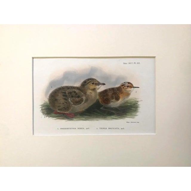 Antique Original Color Lithograph Illustration of birds from "The Ibis, A Quarterly Journal of Ornithology" Published in...