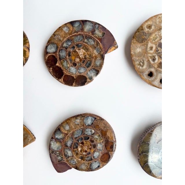 Set of Six Split and Polished Ammonite Fossils For Sale - Image 6 of 12
