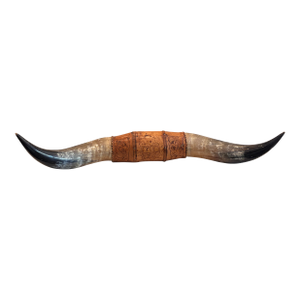 Monumental Texas Longhorn Horns With Tooled Leather Mount
