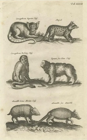 Johnston, Animals of the Guenon & Armadillo Species, 1657, Engraving