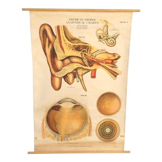 Vintage Max Brodel Anatomical Ear and Eye Chart For Sale