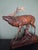 Brown Antique Black Forest Glass and Carved Wood Sculpture of a Roaring Stag, 1950s For Sale - Image 8 of 10