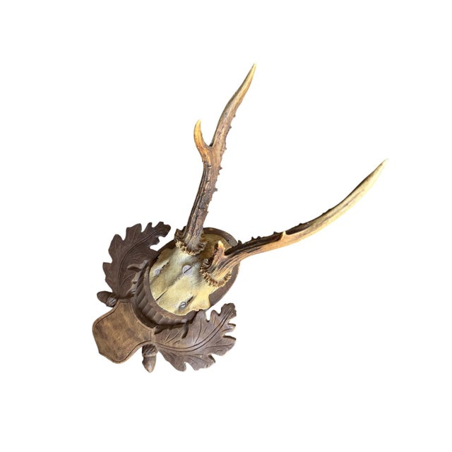 Cabin Roe Deer Trophy 176 Black Forest Antlers Mount For Sale - Image 3 of 5