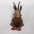 Rustic European Large Naturalistic Black Forest Carved Chamois Head, Ca. 1920s For Sale - Image 3 of 8