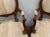 Wood 20th-Century Rocaille Walnut Armchairs, Set of 2 For Sale - Image 7 of 11