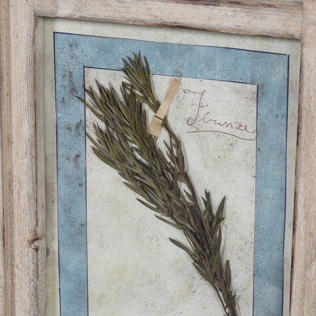 1980s Large Italian Oak Frame Containing Pressed Flowers & Herbs, 1980 For Sale - Image 5 of 18