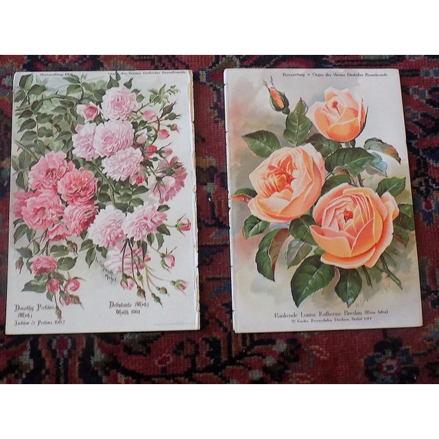 Printmaking Materials Antique Botanical Lithographs of Roses - Set of 12 For Sale - Image 7 of 9
