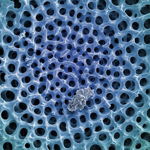 2020s Untitled Radiolarian Digital Painting by Modernist Andrew Leonard For Sale - Image 5 of 5