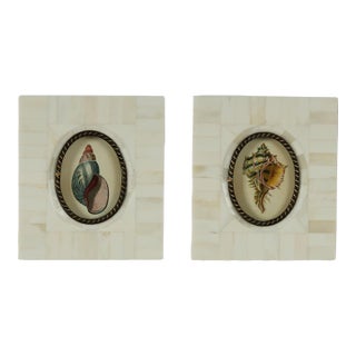 Pair of Petite Bone Framed Seashell Prints For Sale
