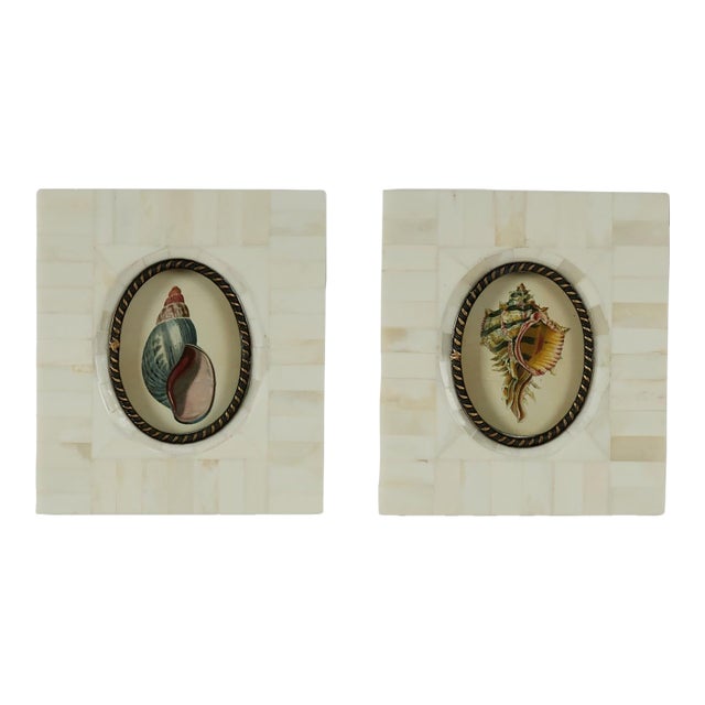 Pair of Petite Bone Framed Seashell Prints For Sale