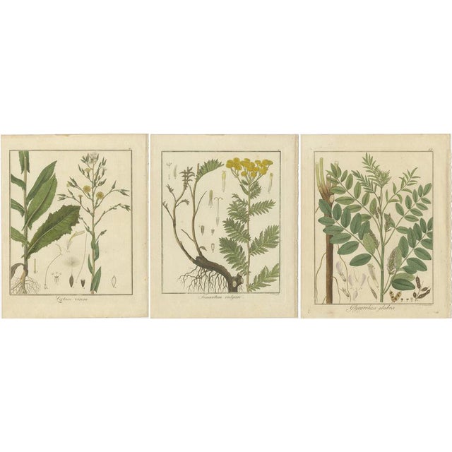Wild Lettuce and Tansy and Licoric, 1819, Paper, Set of 3 For Sale