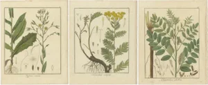 Wild Lettuce and Tansy and Licoric, 1819, Paper, Set of 3
