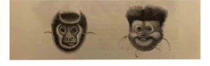 Paul Gervais, The Monkeys, Original Lithograph, 1854
