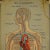 A rare 19-carat anatomical wall chart depicting the human lymphatic and blood vessels. On the sides with detailed...