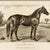 Illustration Reproduction Art Print of Vintage Horse (2) in Ornate Gold Frame For Sale - Image 3 of 5