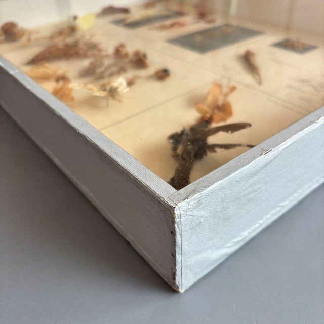 Herbarium Flower Pollination, Germany, 1950s For Sale - Image 3 of 11