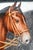 1920s Majestic Hand Painted Antique 900 Sterling Silver Horse Equestrian Enamel Cigarette Case Tobacciana For Sale - Image 5 of 16