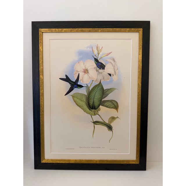 1990s 1990s Framed Prints, Set of 2, Refulgent Wood-Nymph, and Black-Banded Wood-Nymph, Hummingbirds Hill House Editions For Sale - Image 5 of 12