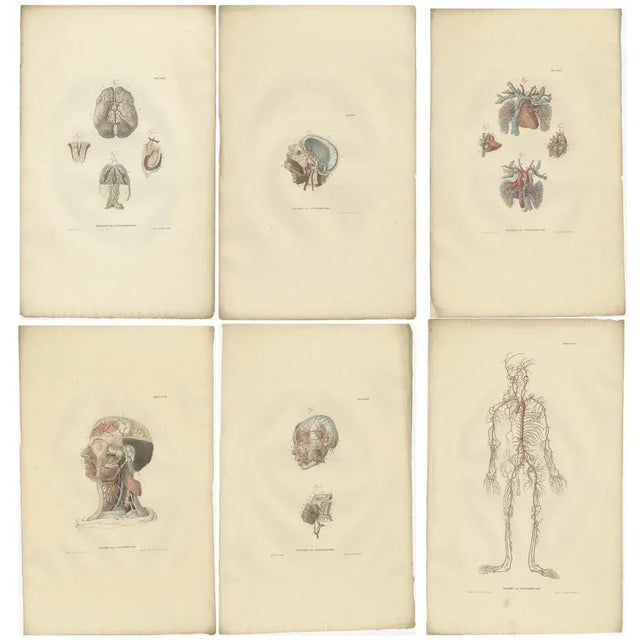 Anatomy Illustrations of Angiology, 1839, Prints, Set of 14 For Sale - Image 4 of 5