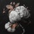 Set of 4 - Art Wall Installation 36' X 36' - 'Blossoming Flowers' - Limited Edition Botanical Photograph Prints, Unframed For Sale - Image 4 of 5
