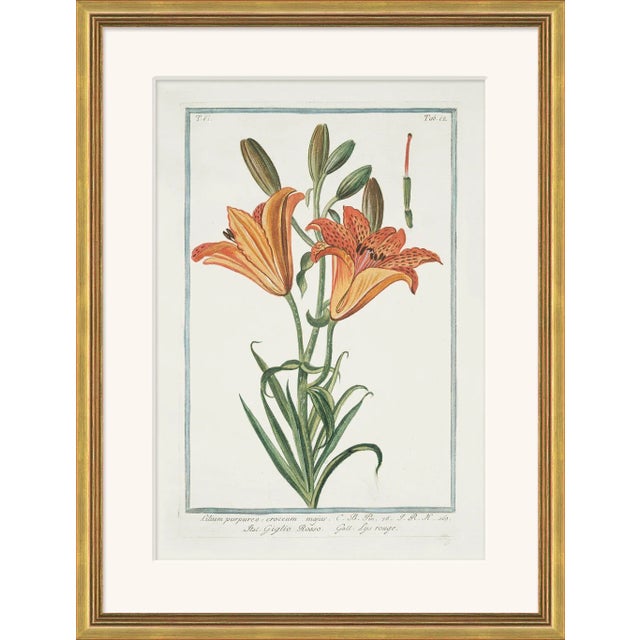 Traditional Hortus Romanus 1772-1793 XXXII Framed Art Print For Sale - Image 3 of 3