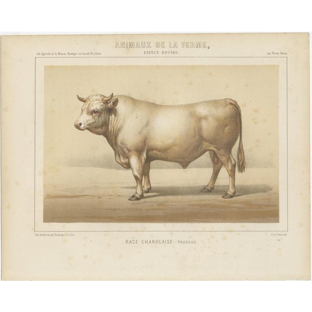 Borie, Charolais Bull, French Cattle Breed, 1863, Chromolithograph For Sale - Image 3 of 9